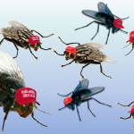 Flies with MAGA hats