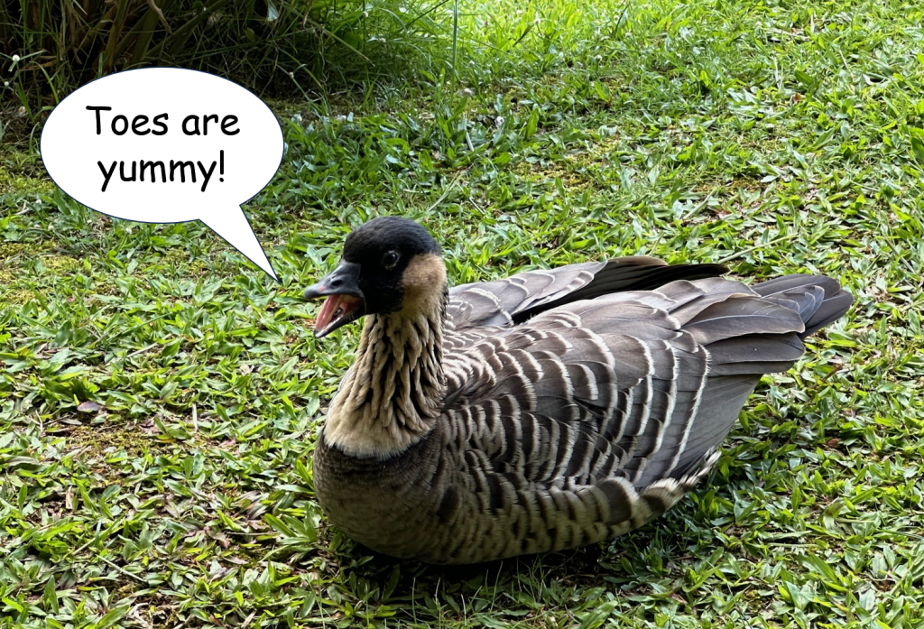 Photo of a Nene - a wild Hawaiian Goose - mouthing the words, "Toes are yummy!"